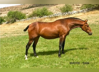 PRE, Stallone, 3 Anni, 160 cm, Sauro ciliegia