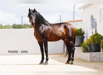 PRE, Stallone, 3 Anni, 160 cm, Sauro ciliegia