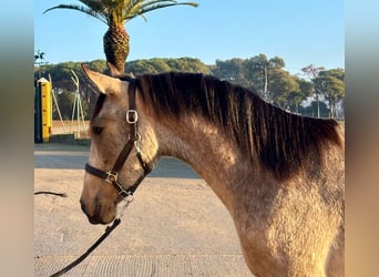 PRE Mix, Stallone, 3 Anni, 161 cm, Falbo