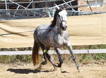PRE, Stallone, 3 Anni, 161 cm, Grigio