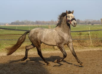 PRE, Stallone, 3 Anni, 161 cm, Grigio