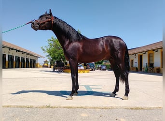 PRE Mix, Stallone, 3 Anni, 161 cm, Morello