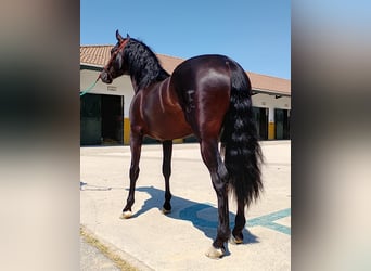 PRE Mix, Stallone, 3 Anni, 161 cm, Morello