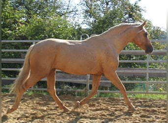 PRE, Stallone, 3 Anni, 161 cm, Palomino