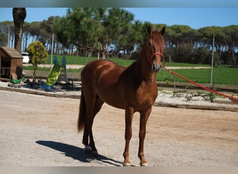 PRE Mix, Stallone, 3 Anni, 161 cm, Sauro