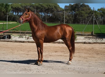 PRE Mix, Stallone, 3 Anni, 161 cm, Sauro