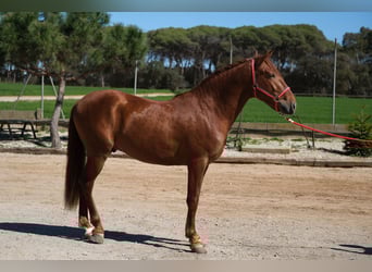PRE Mix, Stallone, 3 Anni, 161 cm, Sauro