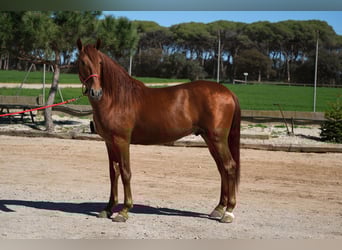 PRE Mix, Stallone, 3 Anni, 161 cm, Sauro