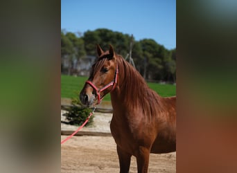 PRE Mix, Stallone, 3 Anni, 161 cm, Sauro
