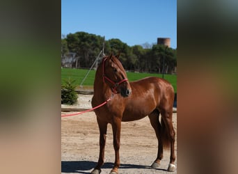 PRE Mix, Stallone, 3 Anni, 161 cm, Sauro