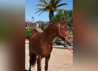 PRE Mix, Stallone, 3 Anni, 161 cm, Sauro