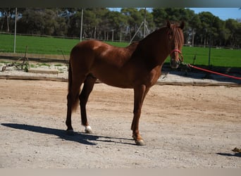 PRE Mix, Stallone, 3 Anni, 161 cm, Sauro
