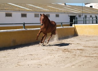 PRE Mix, Stallone, 3 Anni, 161 cm, Sauro