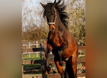 PRE Mix, Stallone, 3 Anni, 162 cm, Baio