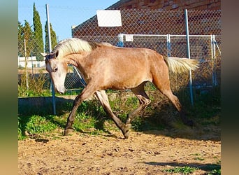 PRE, Stallone, 3 Anni, 162 cm, Falbo baio