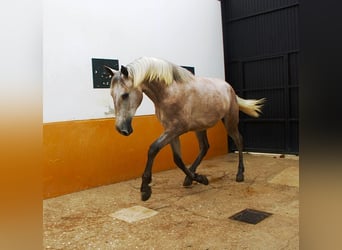 PRE, Stallone, 3 Anni, 162 cm, Falbo baio