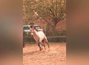 PRE, Stallone, 3 Anni, 162 cm, Grigio