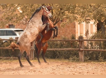 PRE, Stallone, 3 Anni, 162 cm, Grigio