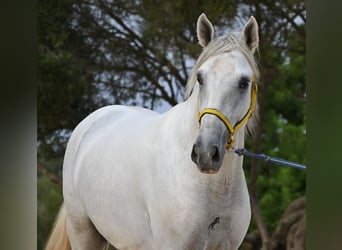PRE Mix, Stallone, 3 Anni, 162 cm, Grigio