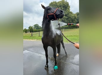 PRE, Stallone, 3 Anni, 162 cm, Grigio ferro