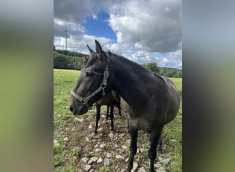 PRE, Stallone, 3 Anni, 162 cm, Grigio ferro