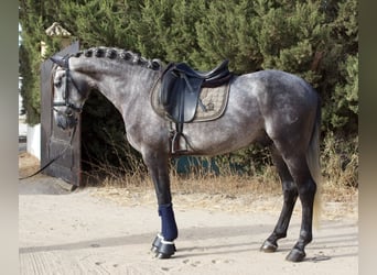 PRE Mix, Stallone, 3 Anni, 162 cm, Grigio pezzato