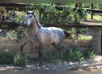 PRE, Stallone, 3 Anni, 162 cm, Grigio pezzato