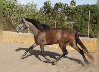 PRE Mix, Stallone, 3 Anni, 162 cm, Grigio rossastro