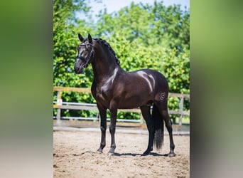PRE Mix, Stallone, 3 Anni, 162 cm, Morello