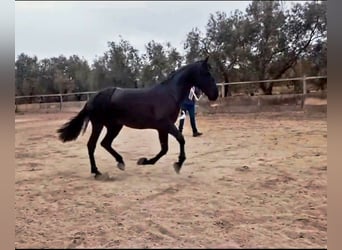 PRE, Stallone, 3 Anni, 162 cm, Morello