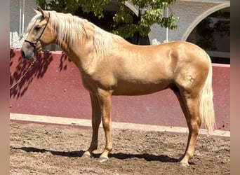 PRE, Stallone, 3 Anni, 162 cm, Palomino