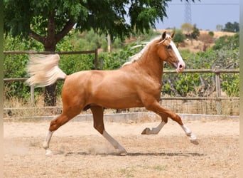 PRE Mix, Stallone, 3 Anni, 162 cm, Palomino