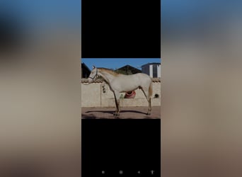 PRE, Stallone, 3 Anni, 162 cm, Pearl