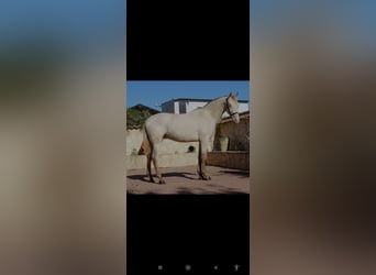 PRE, Stallone, 3 Anni, 162 cm, Pearl