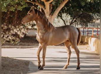 PRE, Stallone, 3 Anni, 162 cm, Pearl