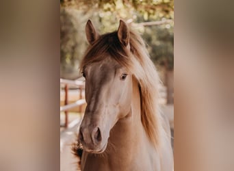PRE, Stallone, 3 Anni, 162 cm, Pearl