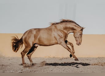 PRE, Stallone, 3 Anni, 162 cm, Pearl