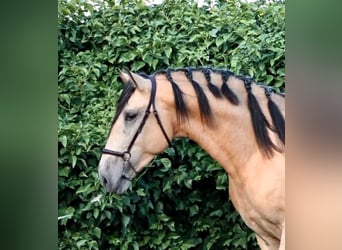PRE, Stallone, 3 Anni, 162 cm, Pelle di daino