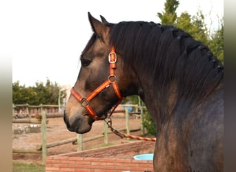 PRE Mix, Stallone, 3 Anni, 162 cm, Pelle di daino