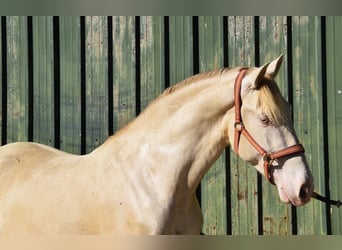 PRE Mix, Stallone, 3 Anni, 162 cm, Perlino