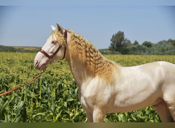 PRE Mix, Stallone, 3 Anni, 162 cm, Perlino