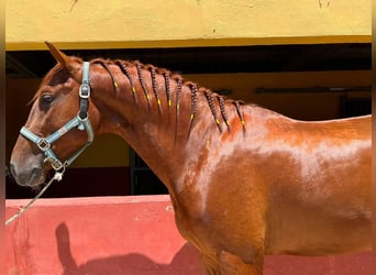 PRE, Stallone, 3 Anni, 162 cm, Sauro ciliegia