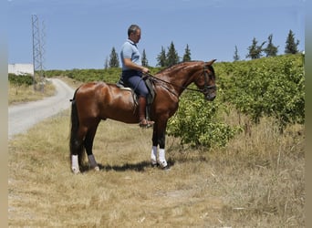 PRE, Stallone, 3 Anni, 163 cm, Baio