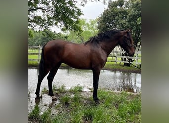 PRE Mix, Stallone, 3 Anni, 163 cm, Baio ciliegia