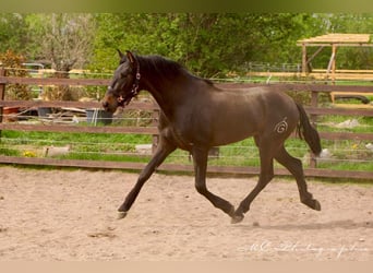 PRE, Stallone, 3 Anni, 163 cm, Baio scuro