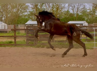 PRE, Stallone, 3 Anni, 163 cm, Baio scuro