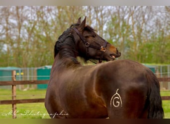 PRE, Stallone, 3 Anni, 163 cm, Baio scuro
