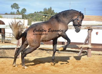 PRE, Stallone, 3 Anni, 163 cm, Falbo baio
