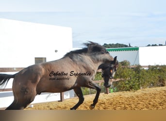 PRE, Stallone, 3 Anni, 163 cm, Falbo baio