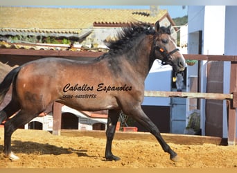 PRE, Stallone, 3 Anni, 163 cm, Falbo baio